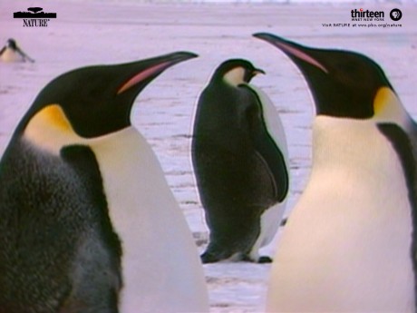 penguins_large.jpg.jpg